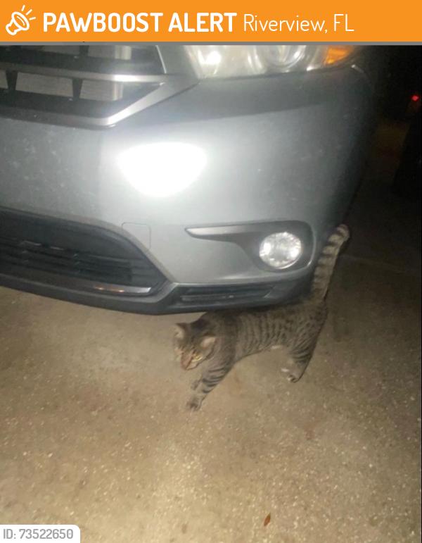 Found/Stray Female Cat last seen Publix Rivercrest Commons, Riverview, FL 33602