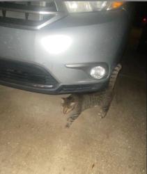 Found/Stray Female Cat last seen Publix Rivercrest Commons, Riverview, FL 33602