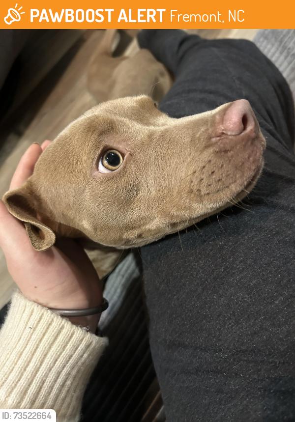 Found/Stray Female Dog last seen Dickerson Farm Rd near the electric substation, Fremont, NC 27830