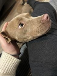 Found/Stray Female Dog last seen Dickerson Farm Rd near the electric substation, Fremont, NC 27830
