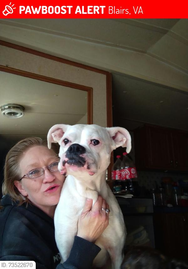 Lost Female Dog last seen Near Dollar general, Blairs, VA 24527