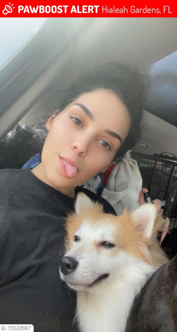 Lost Male Dog last seen Courtly manors, Hialeah Gardens, FL 33018