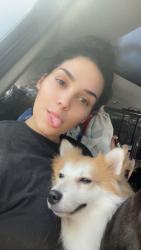 Lost Male Dog last seen Courtly manors, Hialeah Gardens, FL 33018