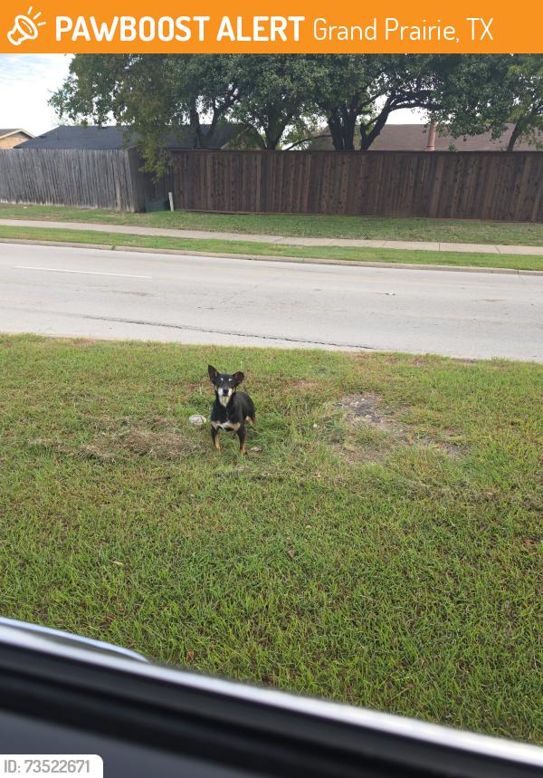 Found/Stray Male Dog last seen Carrier/ crossland medium, Grand Prairie, TX 75052