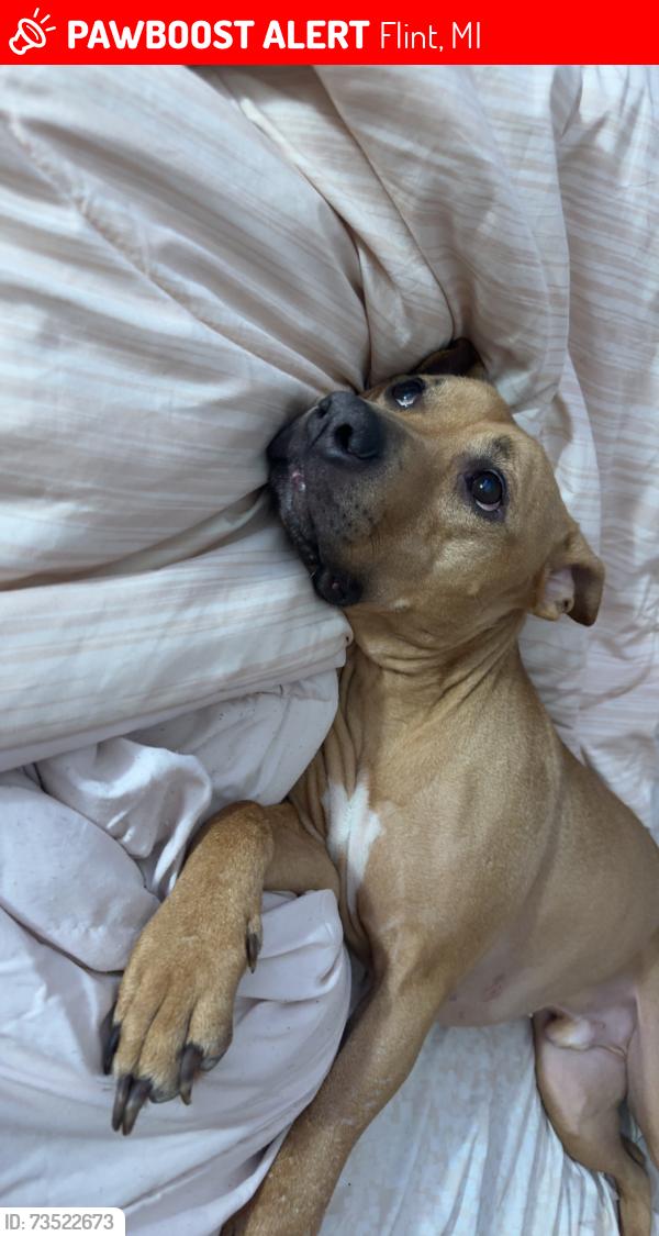 Lost Male Dog last seen Pierson, Flint, MI 48504