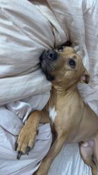 Lost Male Dog last seen Pierson, Flint, MI 48504