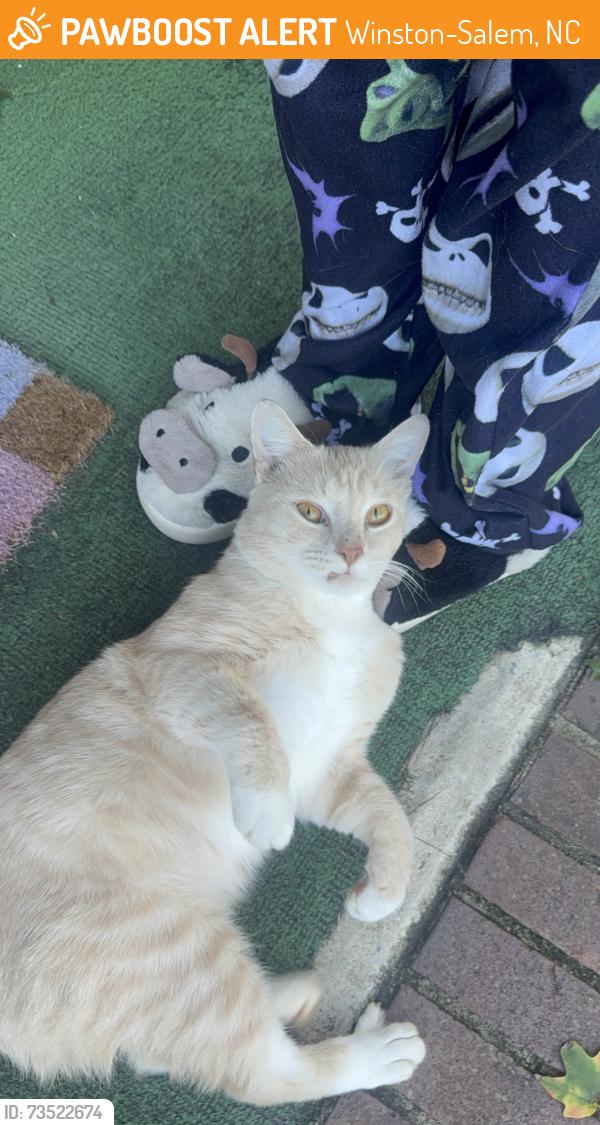 Found/Stray Male Cat last seen Sawyer dr, Winston-Salem, NC 27105