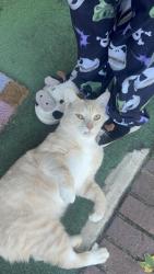 Found/Stray Male Cat last seen Sawyer dr, Winston-Salem, NC 27105
