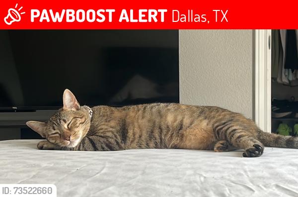 Lost Female Cat last seen Near E Lawther Dr, Dallas, TX 75218, Estados Unidos, Dallas, TX 75218