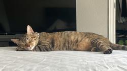 Lost Female Cat last seen Near E Lawther Dr, Dallas, TX 75218, Estados Unidos, Dallas, TX 75218