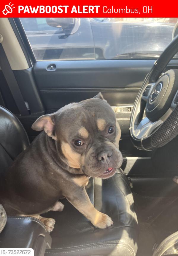Lost Male Dog last seen Norton Rd, Columbus, OH 43228