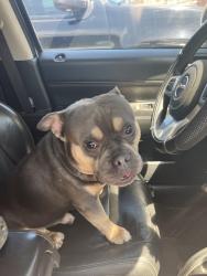 Lost Male Dog last seen Norton Rd, Columbus, OH 43228