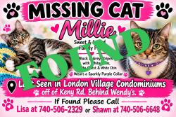 Reunited Female Cat last seen Clinton and Circle Drive off of Keny Rd, London, OH 43140