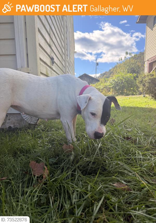 Found/Stray Female Dog last seen near Milburn Rd, Gallagher, WV 25083