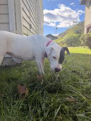 Found/Stray Female Dog last seen near Milburn Rd, Gallagher, WV 25083