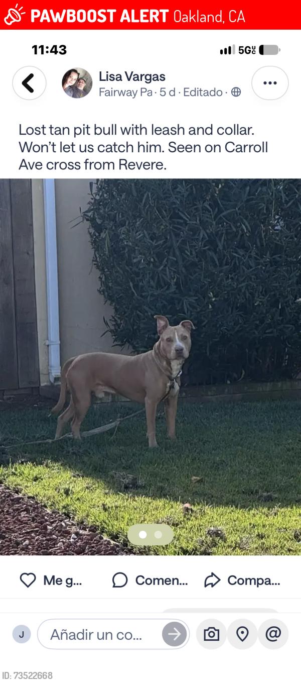 Lost Male Dog last seen I’m not sure 105 avenue, Oakland, CA 94603