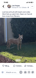 Lost Male Dog last seen I’m not sure 105 avenue, Oakland, CA 94603