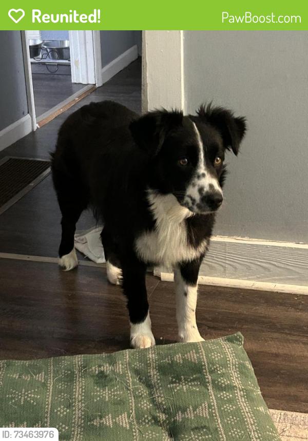 Reunited Female Dog last seen Marathon gas station on Winchester road, Mount Sterling, KY 40353