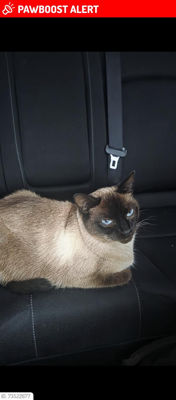 Lost Female Cat last seen Near Iga, Cranbourne West, VIC 3977