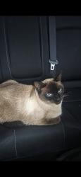 Lost Female Cat last seen Near Iga, Cranbourne West, VIC 3977