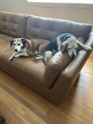 Lost Female Dog last seen By POB Middle School, Plainview, NY 11803