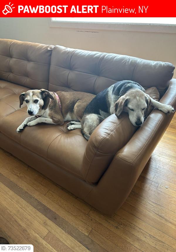 Lost Female Dog last seen By POB Middle School, Plainview, NY 11803