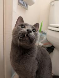 Reunited Male Cat last seen Bradley Drive SE (West of South Fred Meyer), Salem, OR 97302