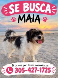 Lost Female Dog last seen Near NE 89th St, Miami, FL 33138, Miami, FL 33138