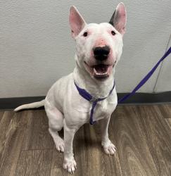 Shelter Stray Male Dog last seen Near Madrone Avenue, San Diego, CA, 92113, 5500 Gaines St, San Diego, CA 92110, USA