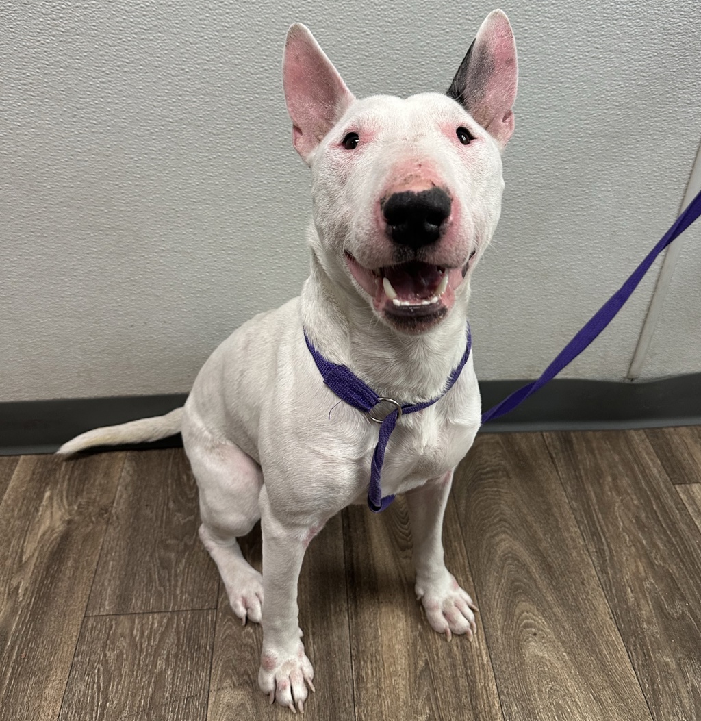 Shelter Stray Male Dog last seen Near Madrone Avenue, San Diego, CA, 92113, 5500 Gaines St, San Diego, CA 92110, USA