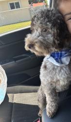 Reunited Male Dog last seen Columbus high school, Olympia Heights, FL 33165