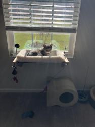 Reunited Male Cat last seen Patti Lane - New South Bridge, Brunswick County, NC 28422