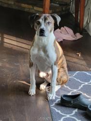 Reunited Male Dog last seen Near Rucker Road, Alpharetta, GA 30009