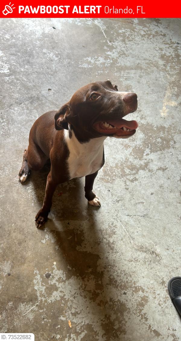 Lost Female Dog last seen Tam Dr, Pine Hills, FL 32808