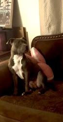 Lost Female Dog last seen Airline Hwy & Melrose Dr. Prairieville, Prairieville, LA 70769