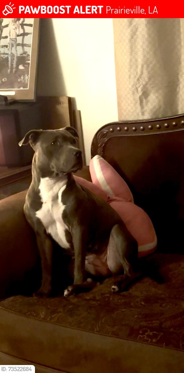 Lost Female Dog last seen Airline Hwy & Melrose Dr. Prairieville, Prairieville, LA 70769