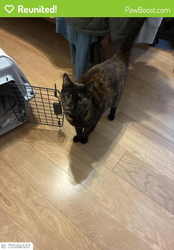 Reunited Female Cat last seen Oak Leaf Drive, Noahs Ark Rd, GA 30236