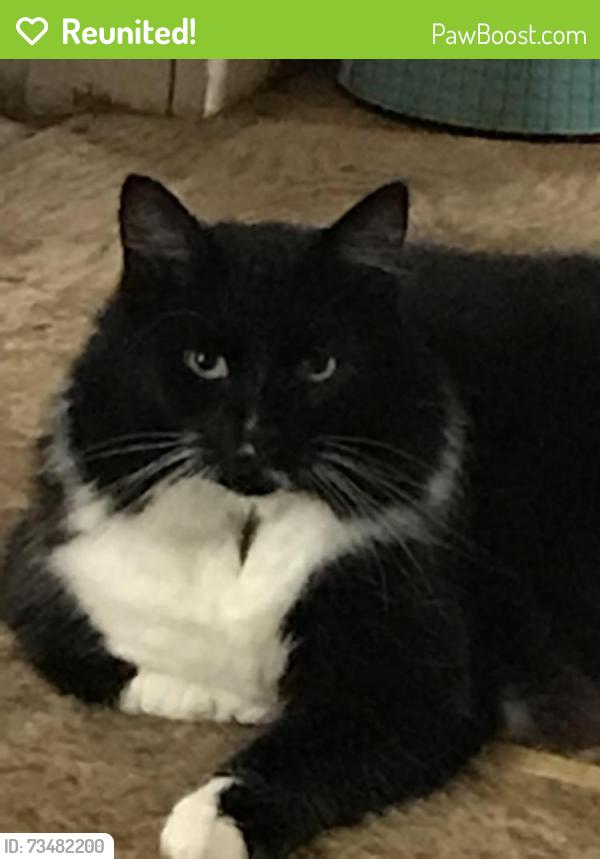 Reunited Female Cat last seen Arbor hills, Greenville, NC 27858