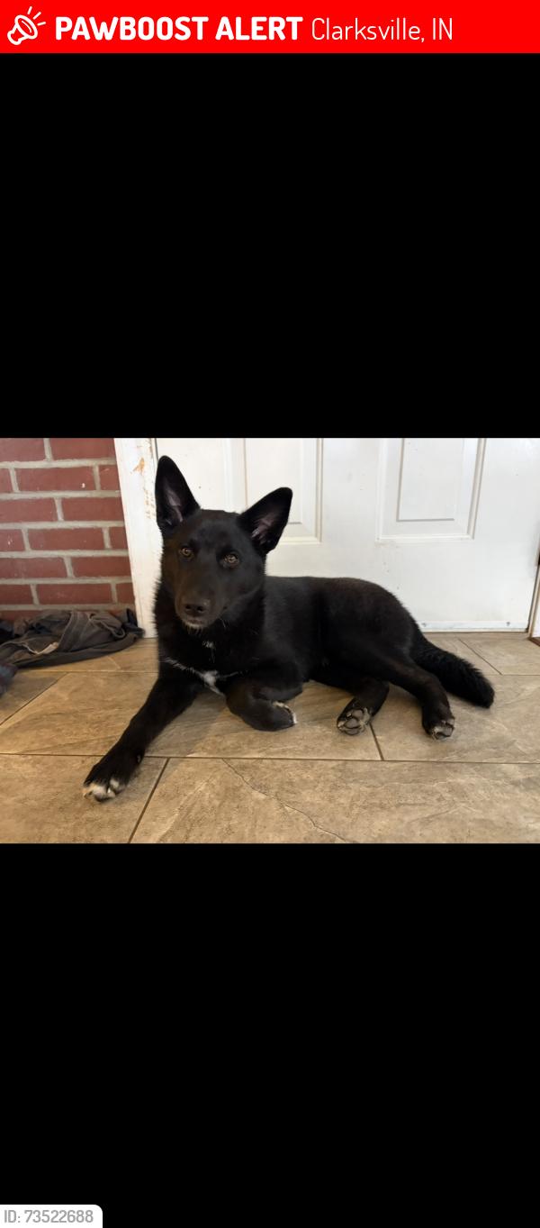 Lost Female Dog last seen Eastern boulevard, Clarksville, IN 47129