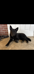 Lost Female Dog last seen Eastern boulevard, Clarksville, IN 47129