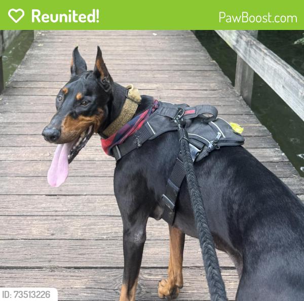 Reunited Male Dog last seen Lee Street, Winder, GA 30680