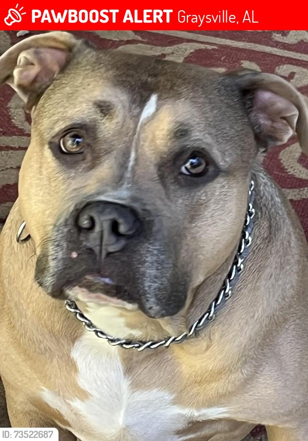 Lost Female Dog last seen Portercrest Rd, Graysville, AL 35073