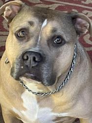 Lost Female Dog last seen Portercrest Rd, Graysville, AL 35073