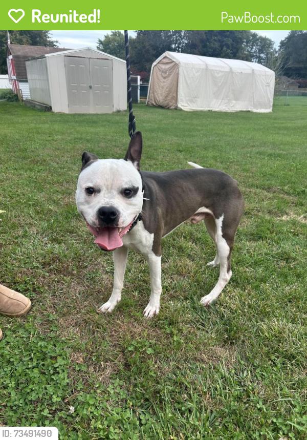 Reunited Male Dog last seen Park St, Coloma, MI 49038