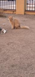 Found/Stray Unknown Cat last seen 7th Ave & Coolidge, Phoenix, AZ 85013
