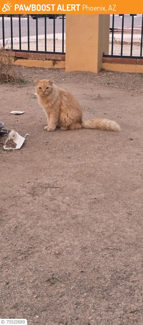 Found/Stray Unknown Cat last seen 7th Ave & Coolidge, Phoenix, AZ 85013