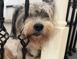 Lost Male Dog last seen Paloma Creek North Sandpiper drve, Aubrey, TX 76227