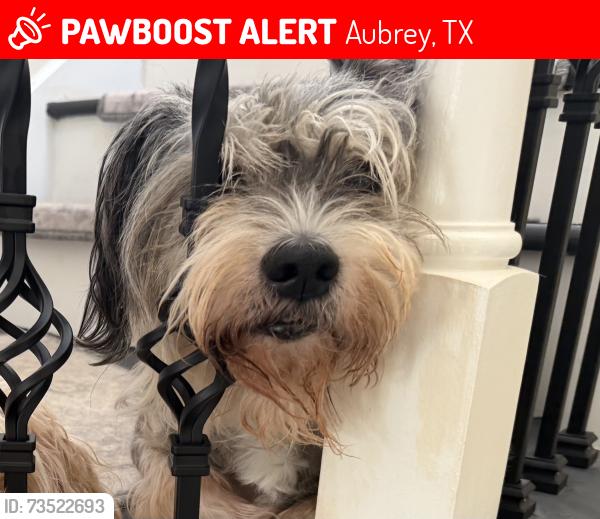 Lost Male Dog last seen Paloma Creek North Sandpiper drve, Aubrey, TX 76227