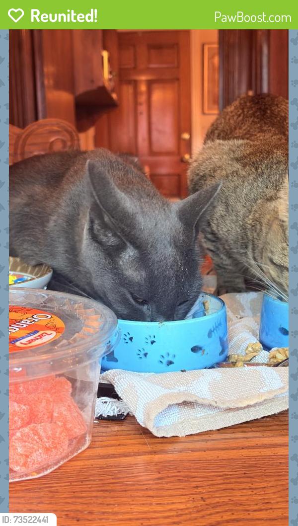 Reunited Male Cat last seen Faulkner Dr, Nashville, TN 37211