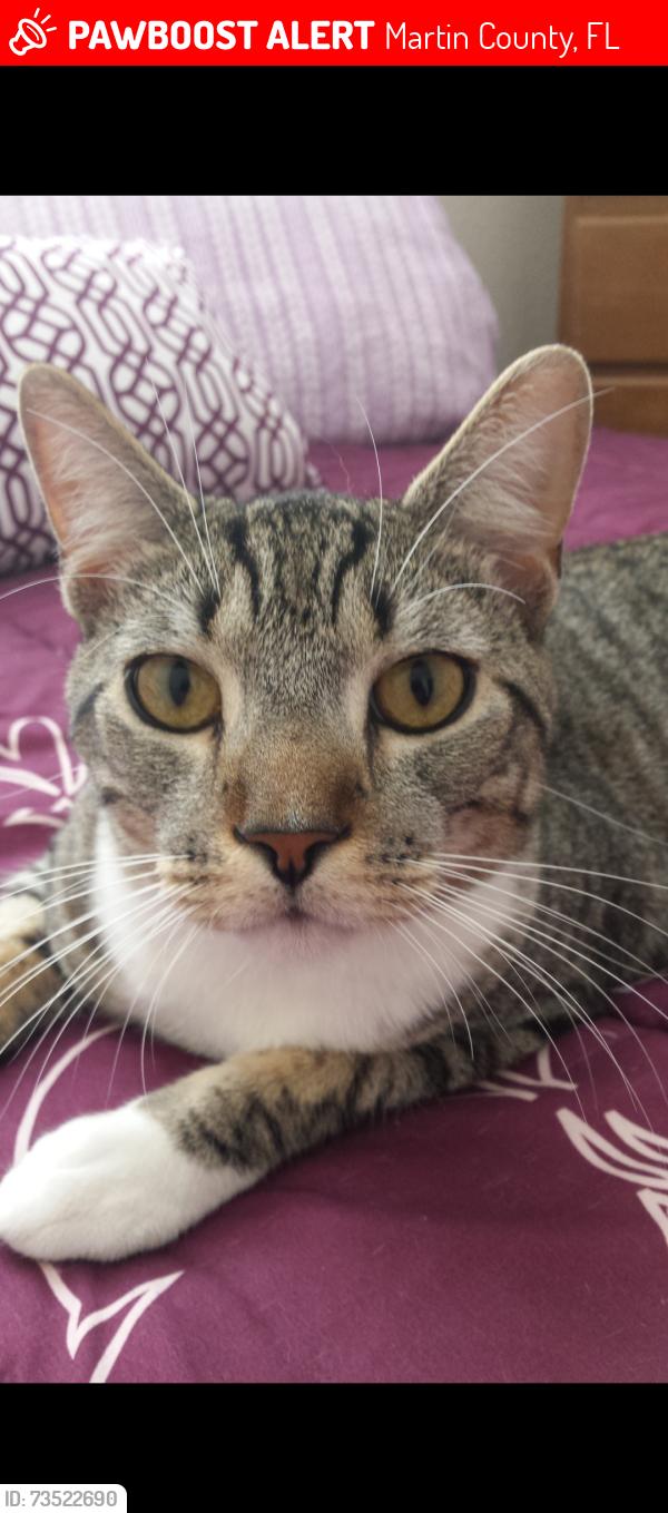 Lost Male Cat last seen Lillian Ct and Jacaranda St, Martin County, FL 34997